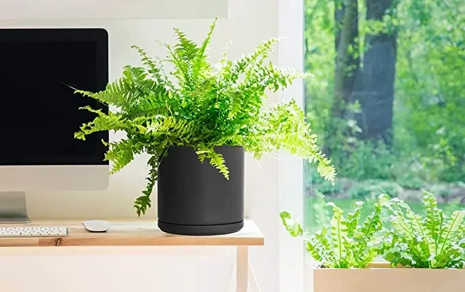 decor with Cylinder Round Planter Pot / how to decor a living room with black pots?