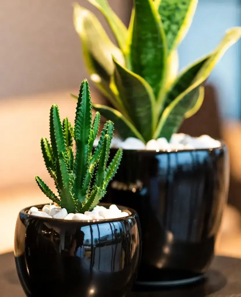 how to decor a living room with black pots? 11 Best Ideas 7 decor with Glazed Plant Pots / how to decor a living room with black pots ?