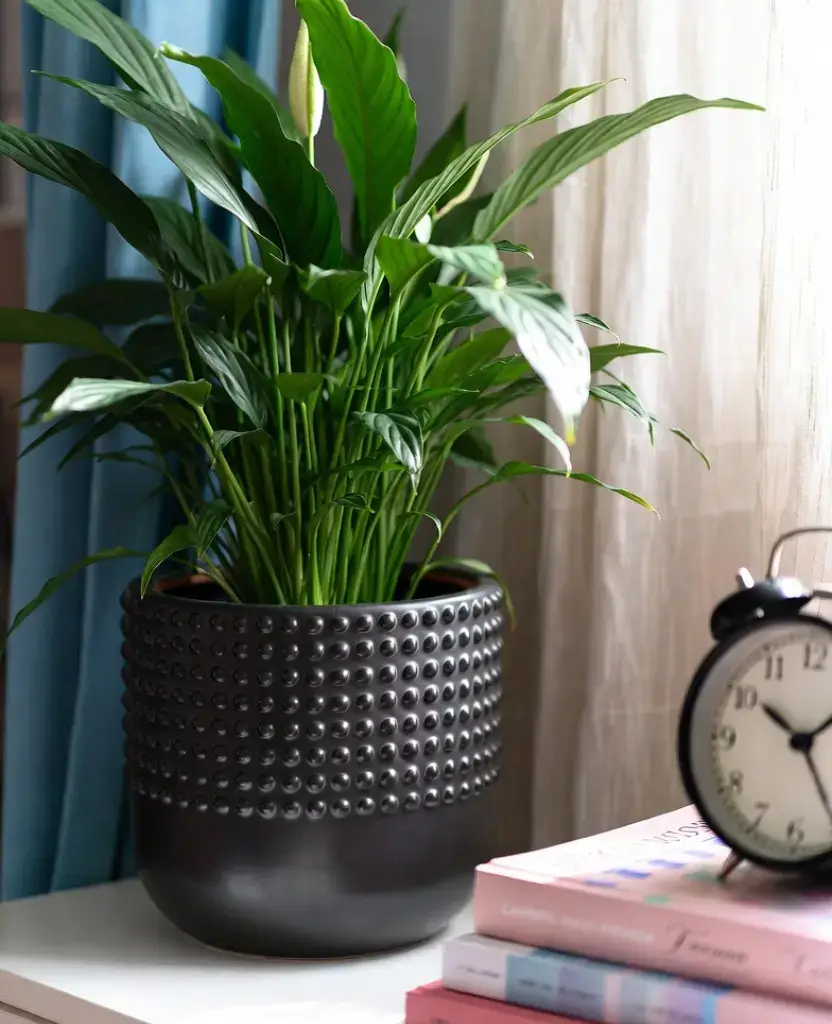 how to decor a living room with black pots? 11 Best Ideas 9 Decor with Hobnail Textured Flower Pot / how to decor a living room with black pots ?