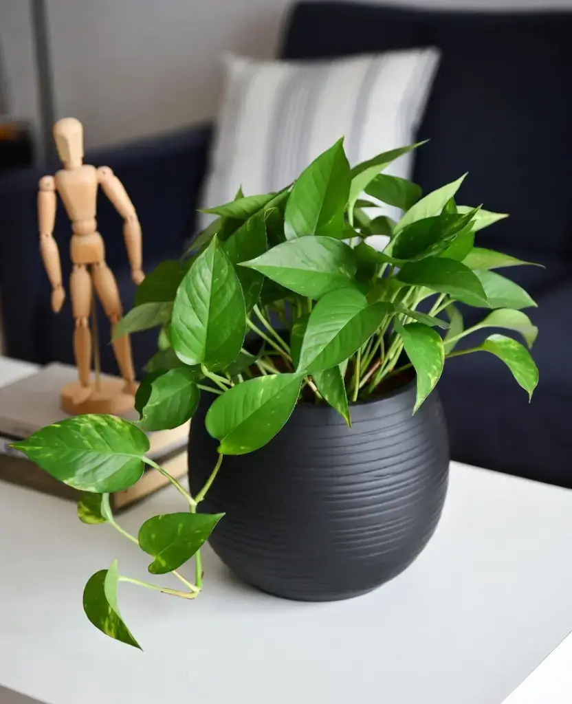 how to decor a living room with black pots? 11 Best Ideas 12 decor with Indoor Ceramic Plant Pots / how to decor a living room with black pots ?