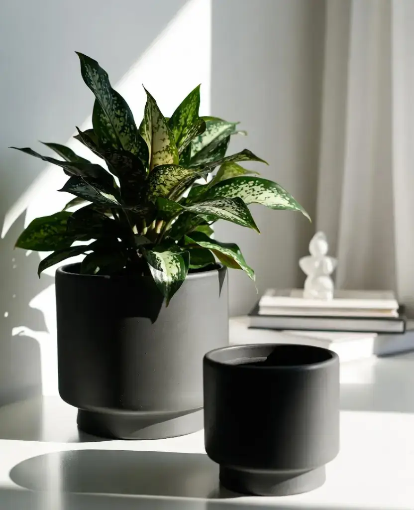 how to decor a living room with black pots? 11 Best Ideas 3 decor with Plastic Plant Pots / how to decor a living room with black pots ?