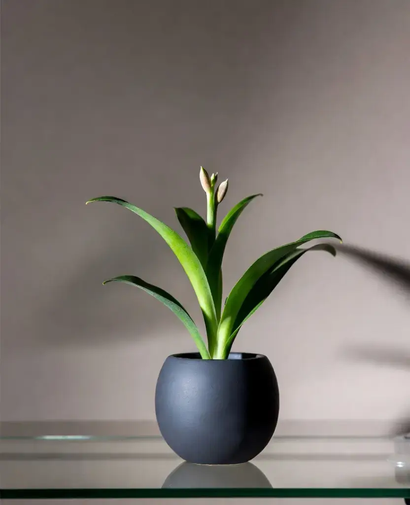 how to decor a living room with black pots? 11 Best Ideas 5 decor with Saturn Planter /how to decor a living room with black pots ?