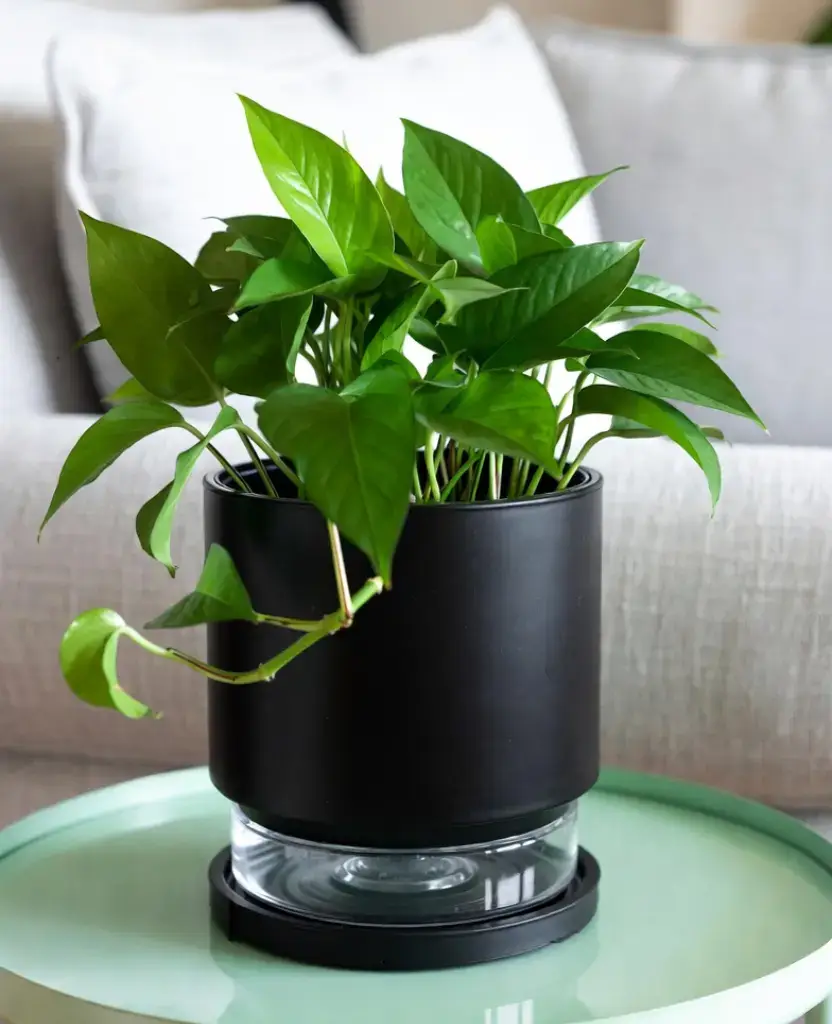 how to decor a living room with black pots? 11 Best Ideas 11 decor with Self Watering Planter Pots / how to decor a living room with black pots ?