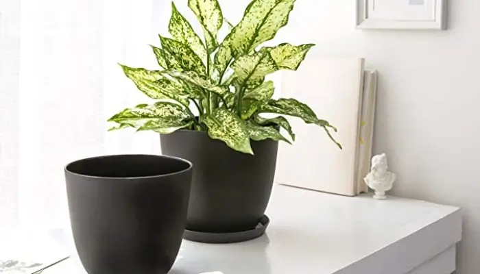 decor with Plastic Plant Pots / how to decor a living room with black pots ?