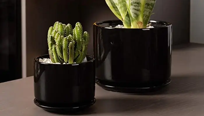 decor with Glazed Plant Pots / how to decor a living room with black pots ?