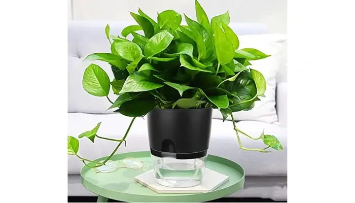 decor with Self Watering Planter Pots / how to decor a living room with black pots ?