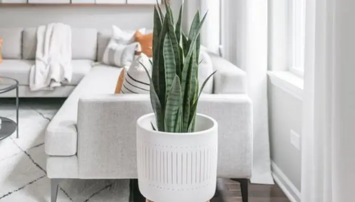 decor with Snake Plant / how to decor a living room with plants ?