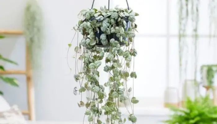 decor with String Of Hearts /  how to decor a living room with plants ?