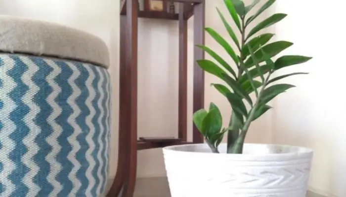 decor with Zamioculcas zamiifolia plants / how to decor a living room with plants ?
