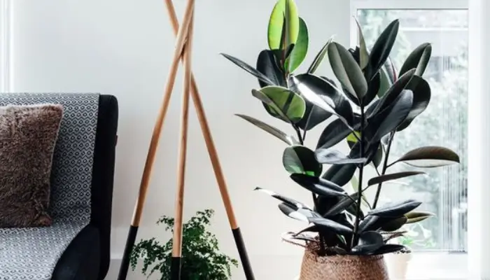 decor with Rubber plants / how to decor a living room with plants ?