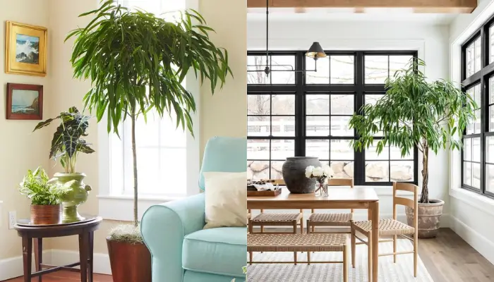 decor with Ficus plants / how to decor a living room with plants ?