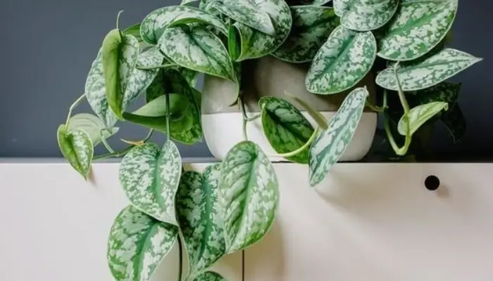  decor with Satin pothos /  how to decor a living room with plants ?