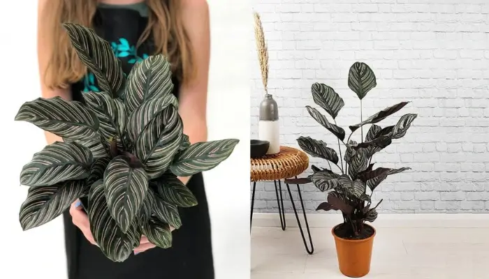 decor with Calathea ornata /  how to decor a living room with plants ?