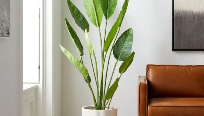 decor with Bird of Paradise / how to decor a living room with plants ?
