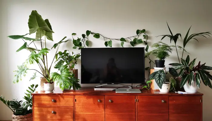 decor with some greenery / how to decorate around a wall mounted TV ?
