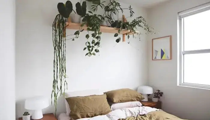 decor with Floating shelf / how to decor a home with indoor vine ?