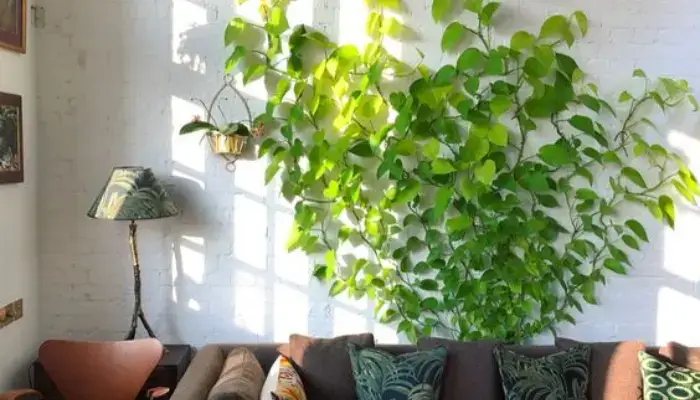 decor with plane wall / how to decor a home with indoor vine ?