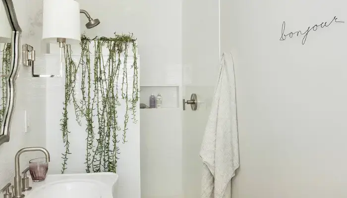 decor in the bathroom / how to decor a home with indoor vine ?