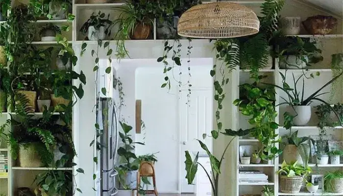 decor with other green plants / how to decor a home with indoor vine ?