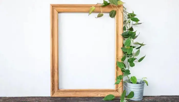 decor on the frame / how to decor a home with indoor vine ?