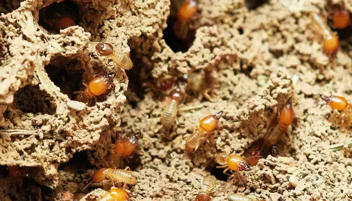 Termite Control Using Cayenne Pepper /  how to get rid of termites?