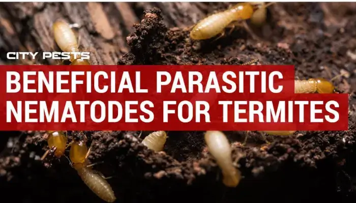 Use beneficial nematodes / how to get rid of termites?