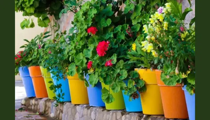 Blue and Orange / Best Color Combinations for Flower Pots