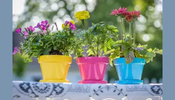 pink, yellow, and green a triple combination / Best Color Combinations for Flower Pots